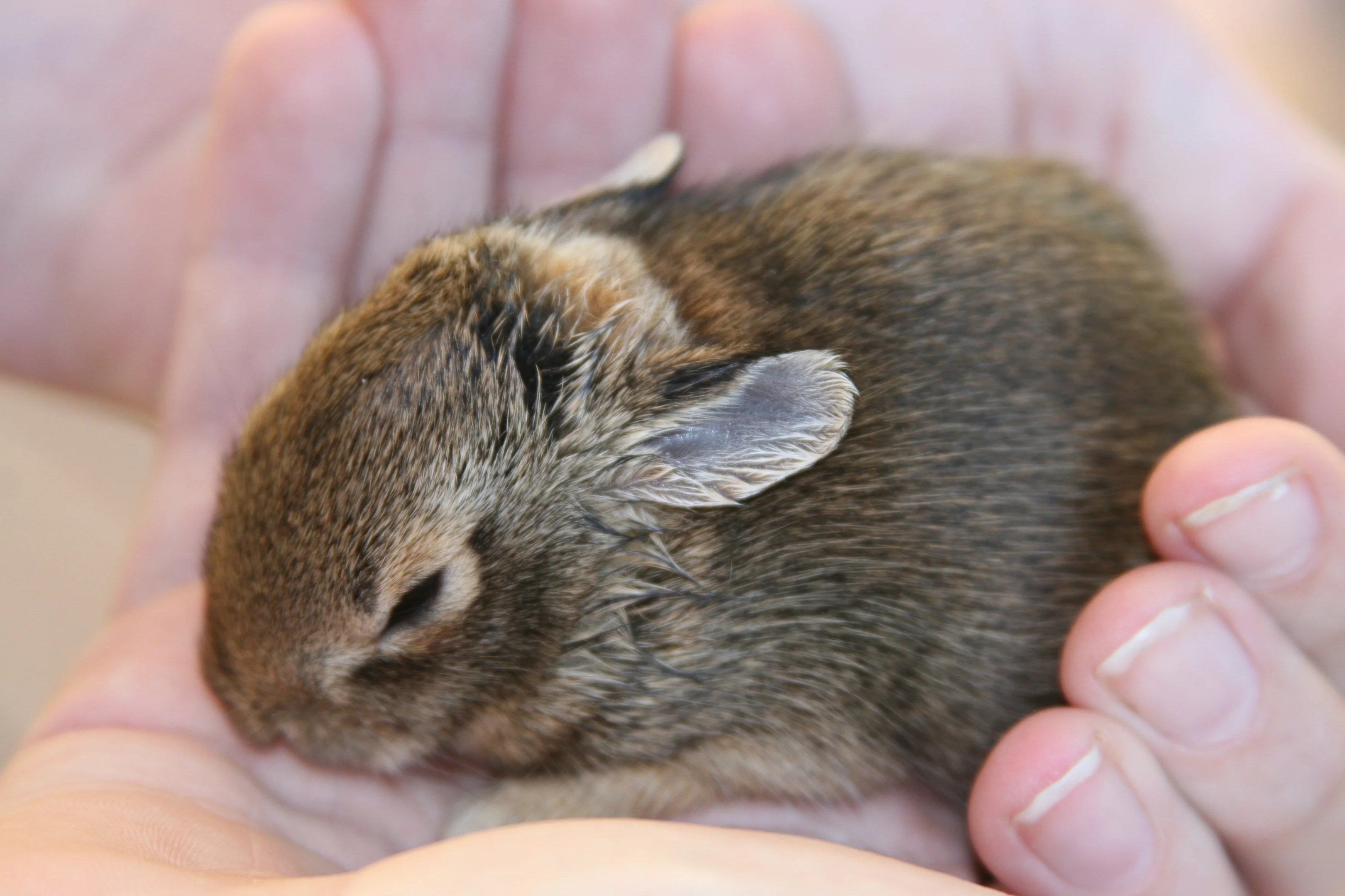 Guide to Mimicking Mother Rabbit Care