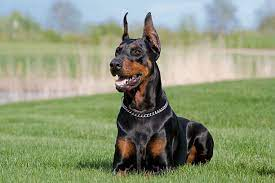 11,757 Doberman Pinscher Stock Photos, Pictures & Royalty-Free Images -  iStock