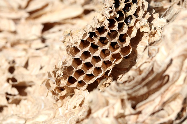 honeycomb, nature, wasp nest