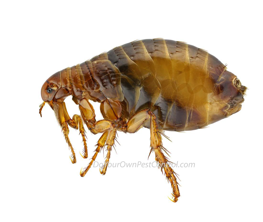 A close-up image of a flea.