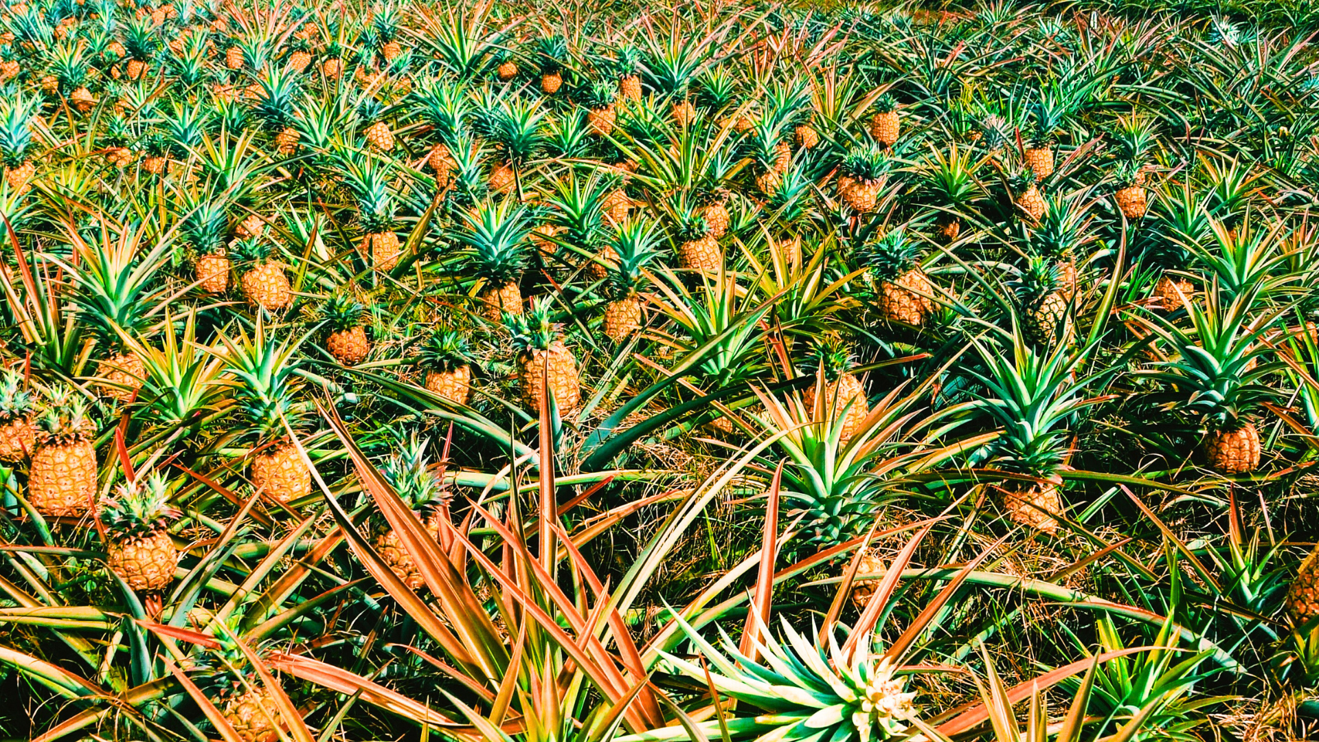 growing pineapples. pineapple cultivation, rows of pineapple plants