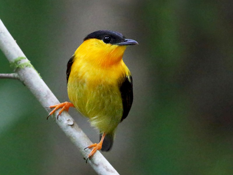 bird, unique bird, orange collard manakin 