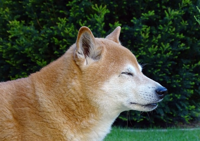 dog, dog head, light brown