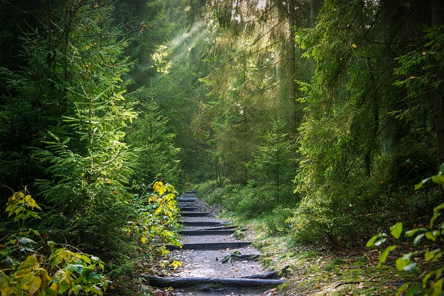 forest, trail, sunbeams