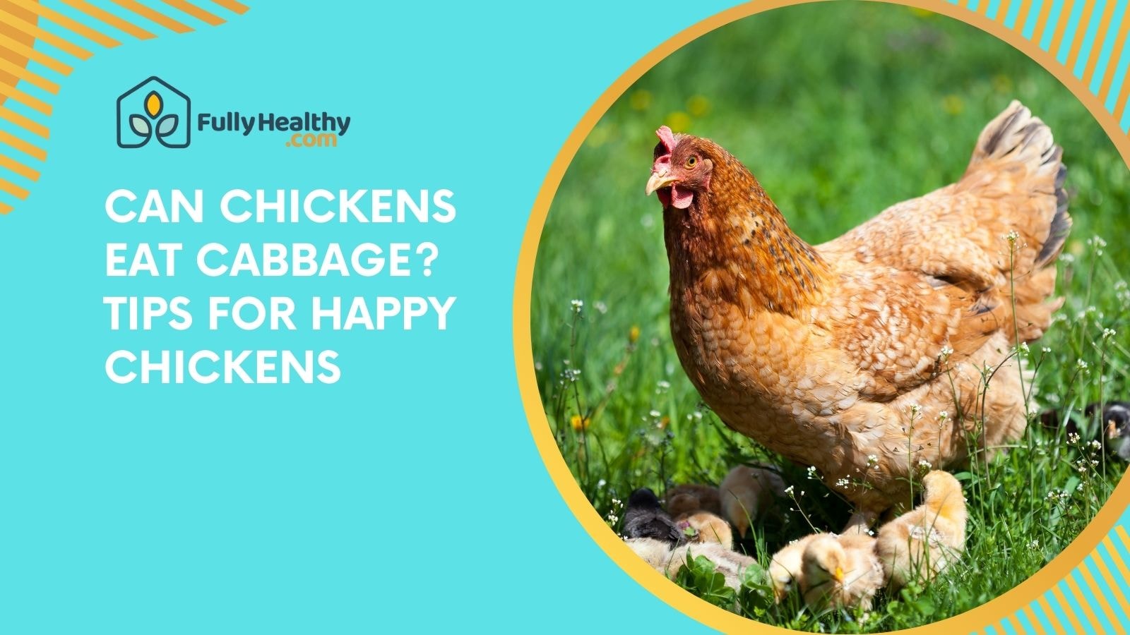 Can Chickens Eat Cabbage? Tips for Happy Chickens