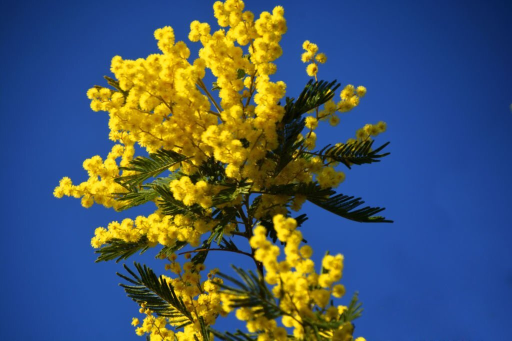 Mimosa