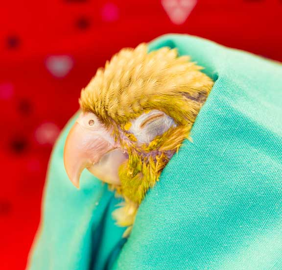 Fleas and Avian Health Impact on Birds