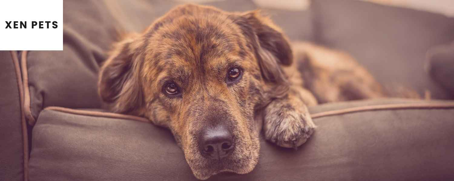 sad dog on the couch