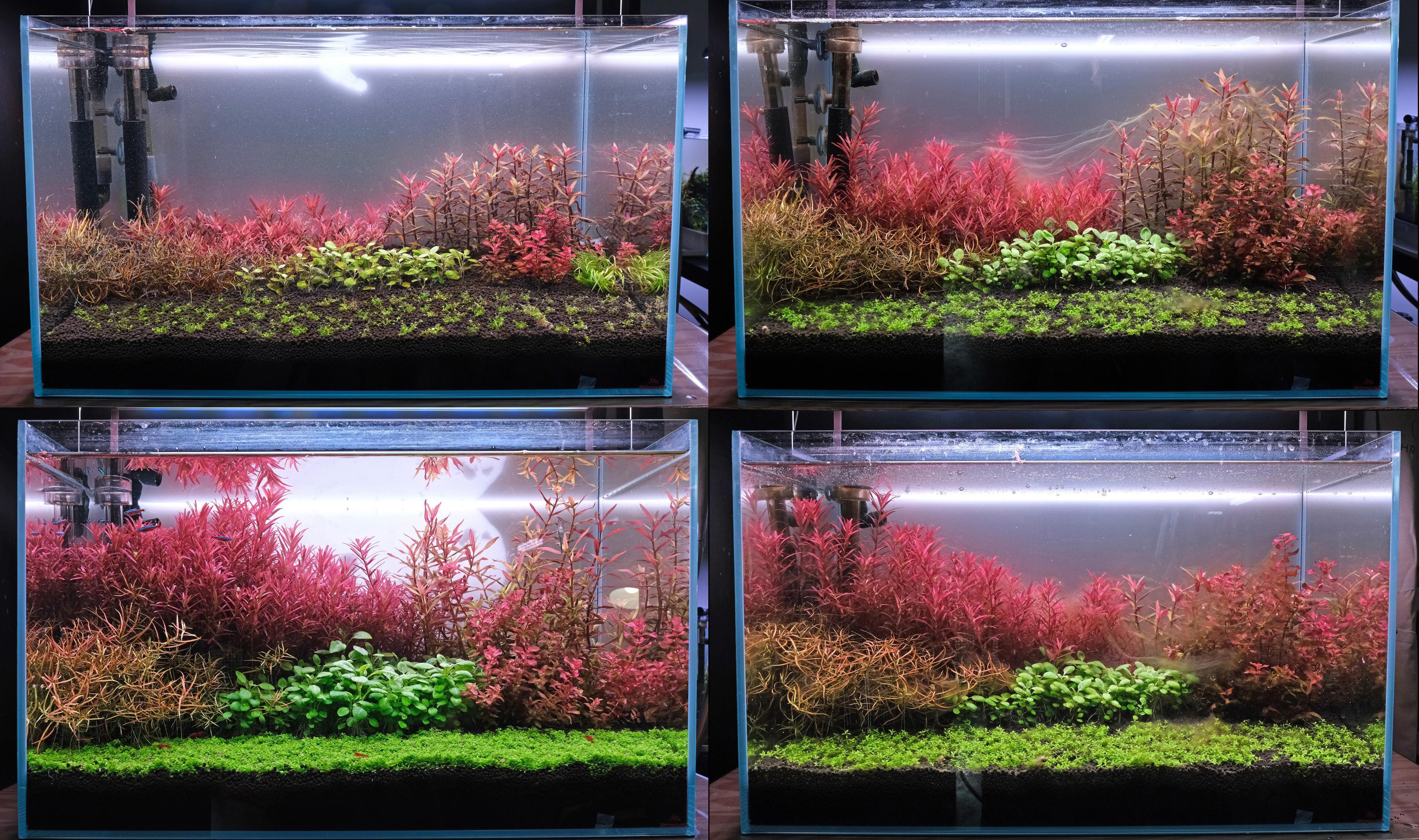 Phases of an aquarium growing and maturing after initial start
