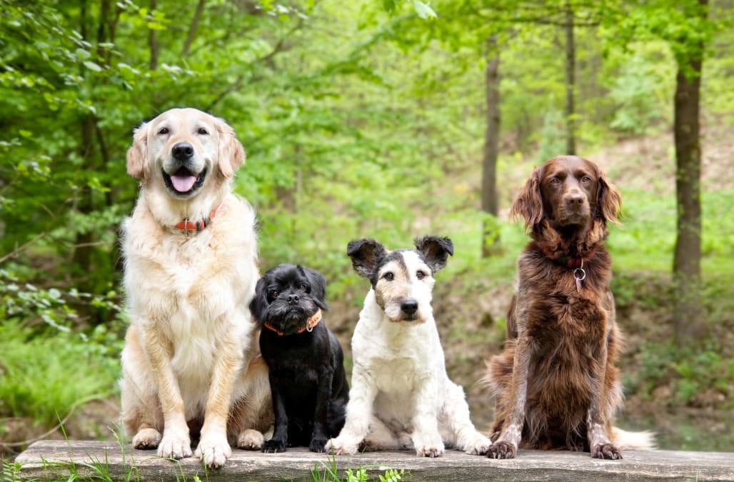 Companionship Benefits of Multiple Dogs