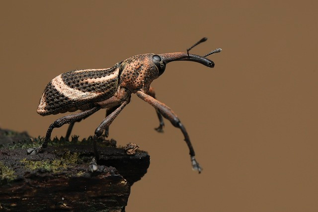 bug, weevil, scarab
