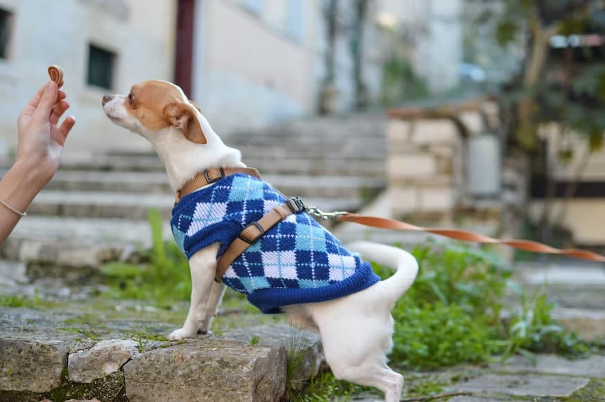 Advanced Techniques with Treats