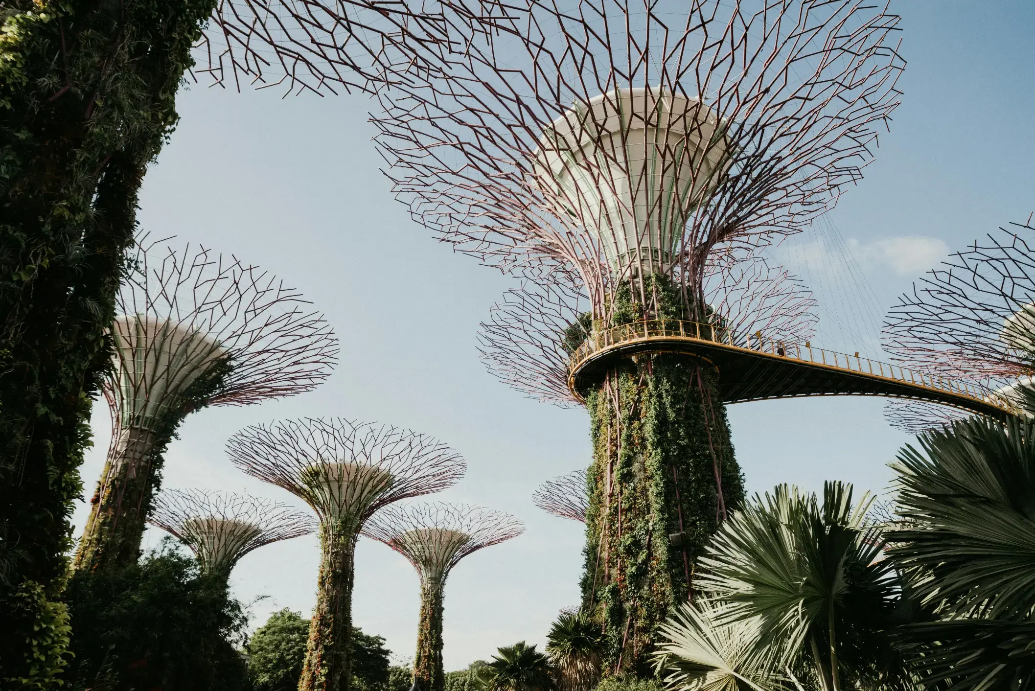Several towering, tree-like structures known as Supertrees stand tall with intricate, branch-like canopies reaching toward a clear blue sky. Lush green vines climb their vertical trunks, while an elevated walkway connects two of the largest structures in this futuristic garden setting.  Would you like me to tell you more about the location where this photo was taken?